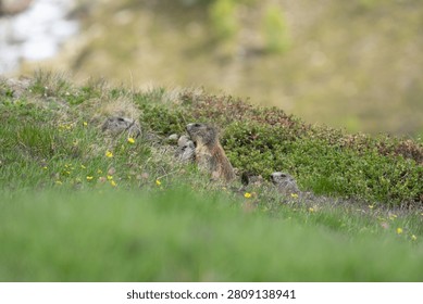 Alpine marmots cautiously observing for predators in a grassy meadow with wildflowers