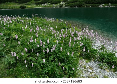 Alpine meadow with fresh greenery and pink wildflowers blooming in early summer at Velicke pleso in the High Tatras, Slovakia. Pink wildflowers and a dark green alpine lake. - Powered by Shutterstock