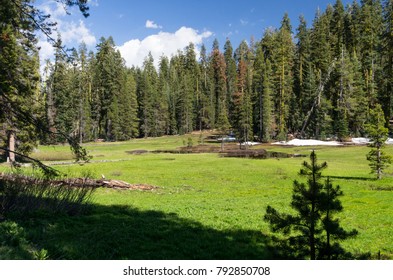 Alpine Meadow in Late Spring