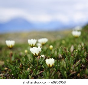 Alpine Meadow With Mountain Avens Flowers Blooming In Jasper National Park, Canada