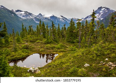 Alpine Meadow Near Bella Coola, BC, Canada