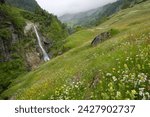 Alpine meadow, venter tal near vent, otztal valley, tyrol, austria, europe
