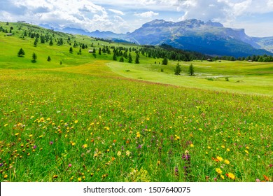 Alpine meadow with wild flowers in the Italian Dolomites. Italian Alps, Alto Adige.
