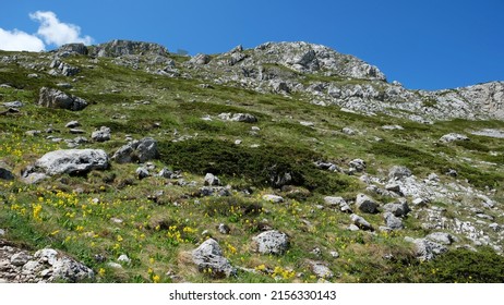 Alpine meadow with yellow wildflowers in Galicica National Park, North Macedonia, Europe. Beautiful Balkan mountains summer scene.