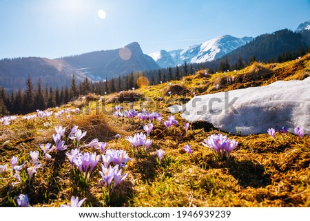Alpine meadows are covered violet crocus flowers on spring High Tatras mountains. Location place Kalatowki valley, Zakopane, Poland. Picturesque springtime wallpaper. Discover the beauty of earth.