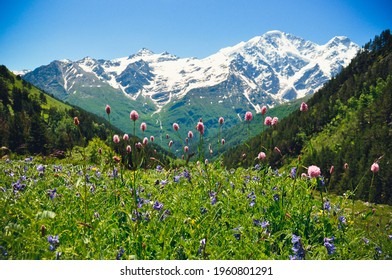 Alpine meadows. Elbrus. North caucasus. Mountains. Mountain flowers. - Shutterstock ID 1960801291