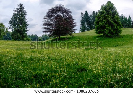 Similar – Blumenwiese, Nadelholzwald