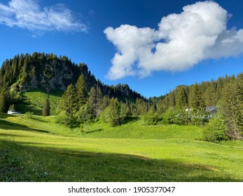 5,309 Forrest Alpine Images, Stock Photos & Vectors | Shutterstock