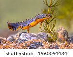 Alpine newt (Ichthyosaura alpestris) colorful male aquatic amphibian swimming in freshwater habitat of pond. Underwater wildlife scene of animal in nature of Europe. Netherlands.