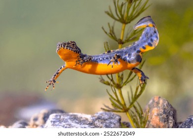 Alpine newt (Ichthyosaura alpestris) colorful male aquatic amphibian swimming in freshwater habitat of pond. Underwater wildlife scene of animal in nature of Europe. Netherlands.