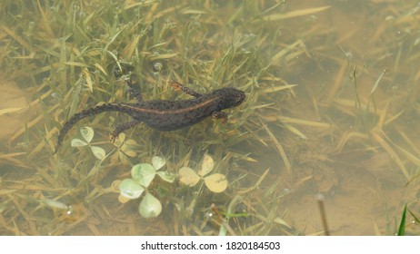 Alpine newt (Ichthyosaura alpestris) in mountain lake