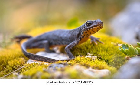 Alpine newt (Ichthyosaura alpestris) side view on moss and rocks in natural mountain environment