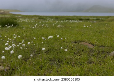 
					The alpine panoramas of the Nivolet plateau. Gran Paradiso Park. Mountain lake with fog and cottonwood flowers (Eriophorum angustifolium). Swamp cotton