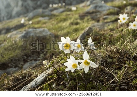 Alpine pasque flower on Babia Góra