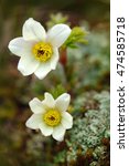Alpine Pasqueflower, Pulsatilla alpina, white wild plant, two blooms, in the nature habitat, Krkonose mountain, Czech.