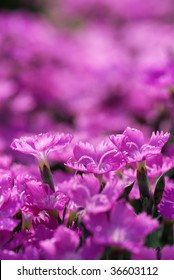 Alpine Pink Dianthus Alpinus