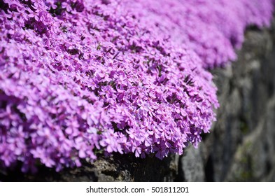 Alpine Pink Dianthus Alpinus