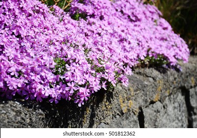 Alpine Pink Dianthus Alpinus