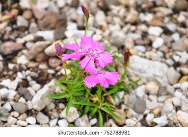 Alpine Pink (Dianthus Alpinus)