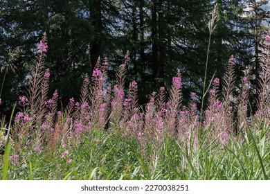 Alpine Pink Flowers Willowherb and Mountain Fir Tree in the background.