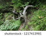 Alpine plan on Mt. Kita-Yokodake in Nagano Prefecture, Japan