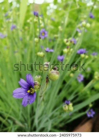 An Alpine plant. Blooming purple Sisyrinchium on a sunny summer day. Floral wallpaper.