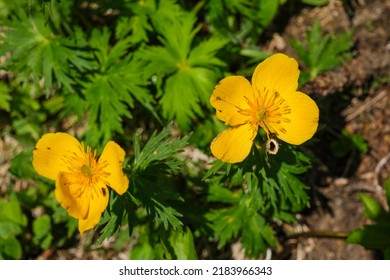 Alpine Plant Meadow Buttercup Flower