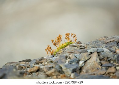 Alpine Plant Near Monte Scorluzzo