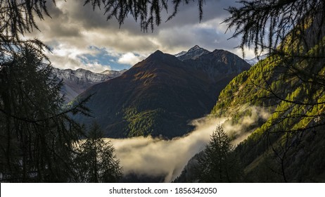 Alpine Plants Are Plants That Grow In An Alpine Climate, Which Occurs At High Elevation And Above The Tree Line. There Are Many Different Plant Species And Taxon That Grow As A Plant.