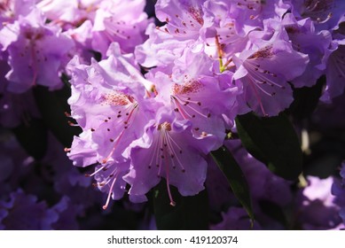 5,875 Alpine rose Images, Stock Photos & Vectors | Shutterstock