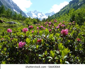 Alpine Rose With Glacier