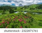 alpine roses and other alpine flowers on the alp, fir tree, lake with turquoise water and the mountain range. blue cloudy sky on a summer day in the alps of Bregenz forest, Vorarlberg, Austria