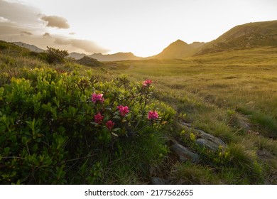 Alpine roses at sunset in the Tyrolean mountains - Shutterstock ID 2177562655