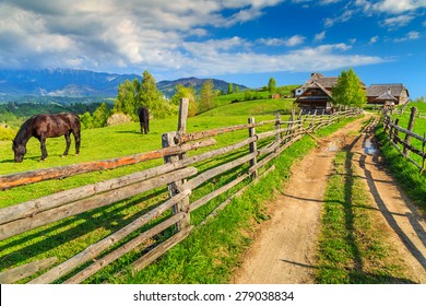 Alpine rural landscape with grazing horses on the green fields,Bran,Transylvania,Romania,Europe