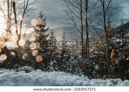 Alpine scenery in winter.
Frosty evening.
Snow on pine trees in Czech mountain highland 