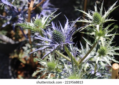 Alpine Sea Holly In The Garden