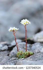 Alpine Sempervivum flowers