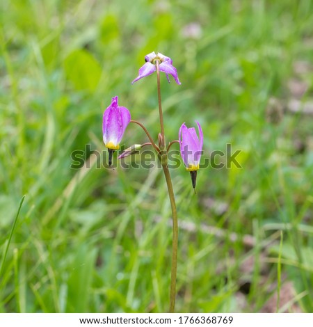 Alpine Shooting Star (Dodecatheon alpinum) flowers in the primrose family (Primulaceae)