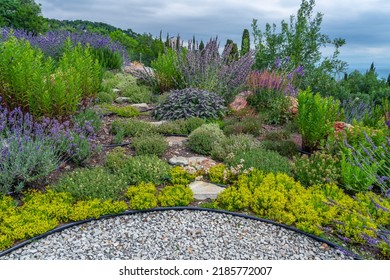 Alpine slide and stone path in the garden. Cultivation of medicinal herbs. Thyme, sage, rosemary in the garden