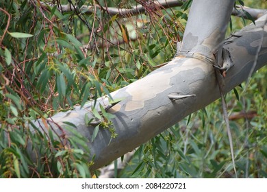 Alpine Snow Gum Bark And Branches.