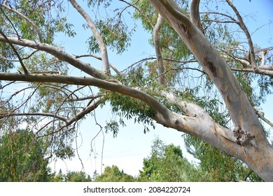 Alpine Snow Gum Bark And Branches.