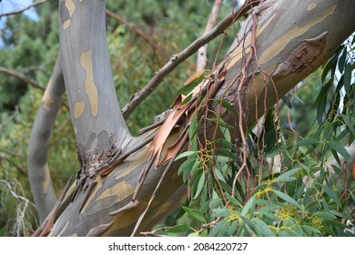 Alpine Snow Gum Bark And Branches.