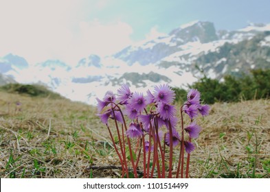 Alpine Snowbell ( Soldanella Alpina )