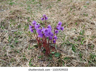 Alpine Snowbell ( Soldanella Alpina )