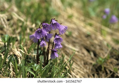 Alpine Snowbell, Soldanella Alpina