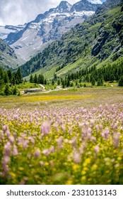 Alpine spring flowers meadow in Valsavarenche Valley, Aosta, Grand Paradiso National Park, Italy