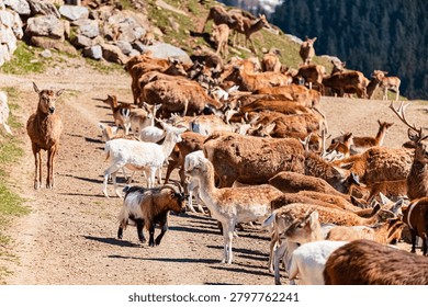 Alpine spring view with a big mixed ungulate herd at Aurach near Kitzbuehel, Tyrol, Austria