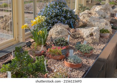 Alpine and succulent plants making up a rock garden