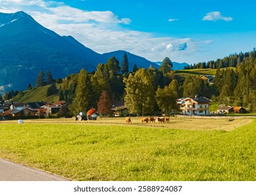 Alpine summer view with cows at Ehrwalder Alm, Ehrwald, Reutte, Tyrol, Austria