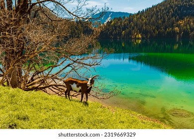 Alpine summer view with reflections and a goat at Lake Hintersteiner See, Scheffau, Mount Wilder Kaiser, Tyrol, Austria